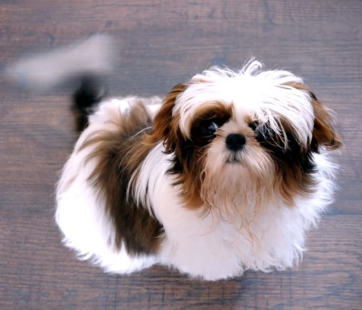 Shih Tzu Frisuren
 Imperial Shih Tzu