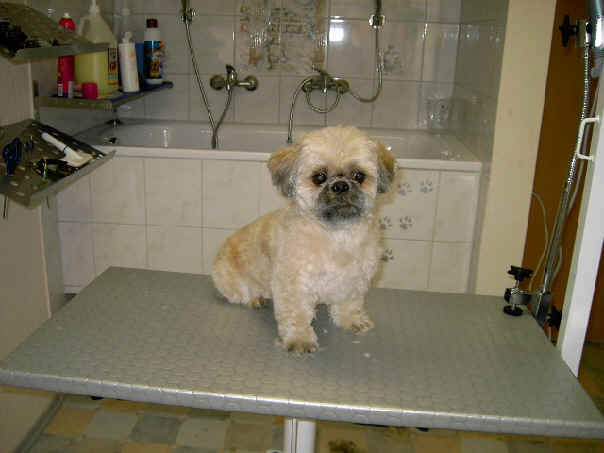 Shih Tzu Frisuren
 Shih tzu frisuren – Modische Frisuren für Sie Foto Blog