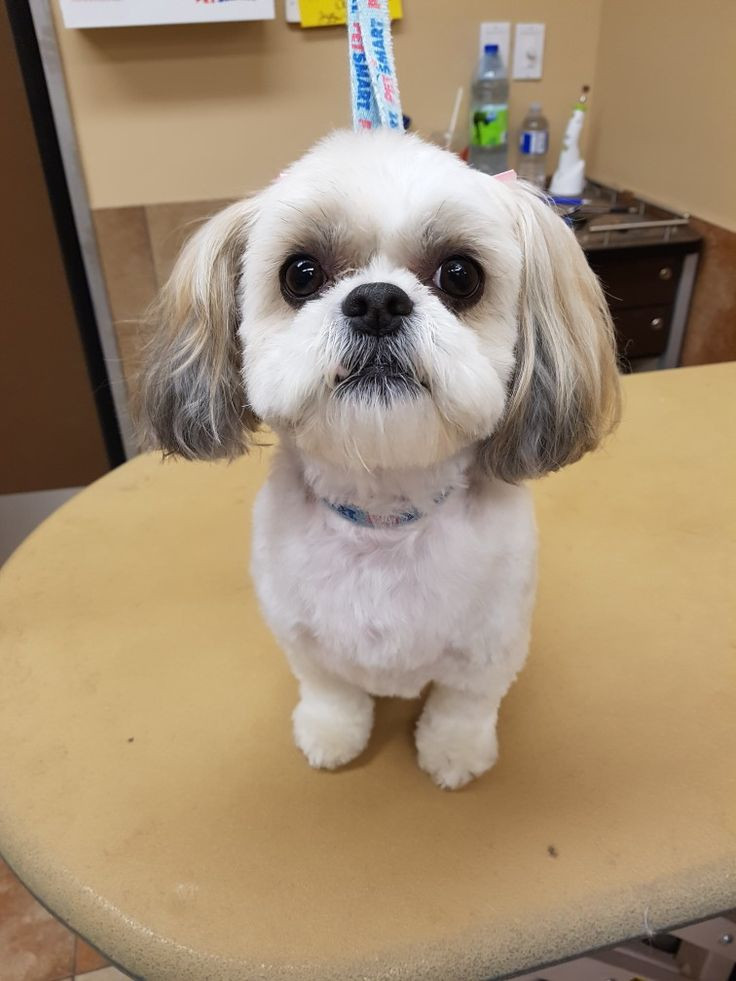 Shih Tzu Frisuren
 Shih Tzu Frisuren Schnieden Anleitung Frisur