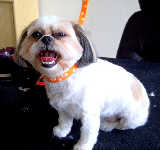 Shih Tzu Frisuren
 Shih Tzu scheren Monika Sadeghi s Blog