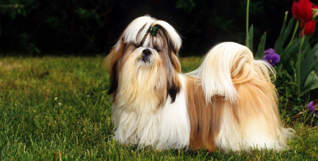 Shih Tzu Frisuren
 Shih tzu Hunderassen Lexikon