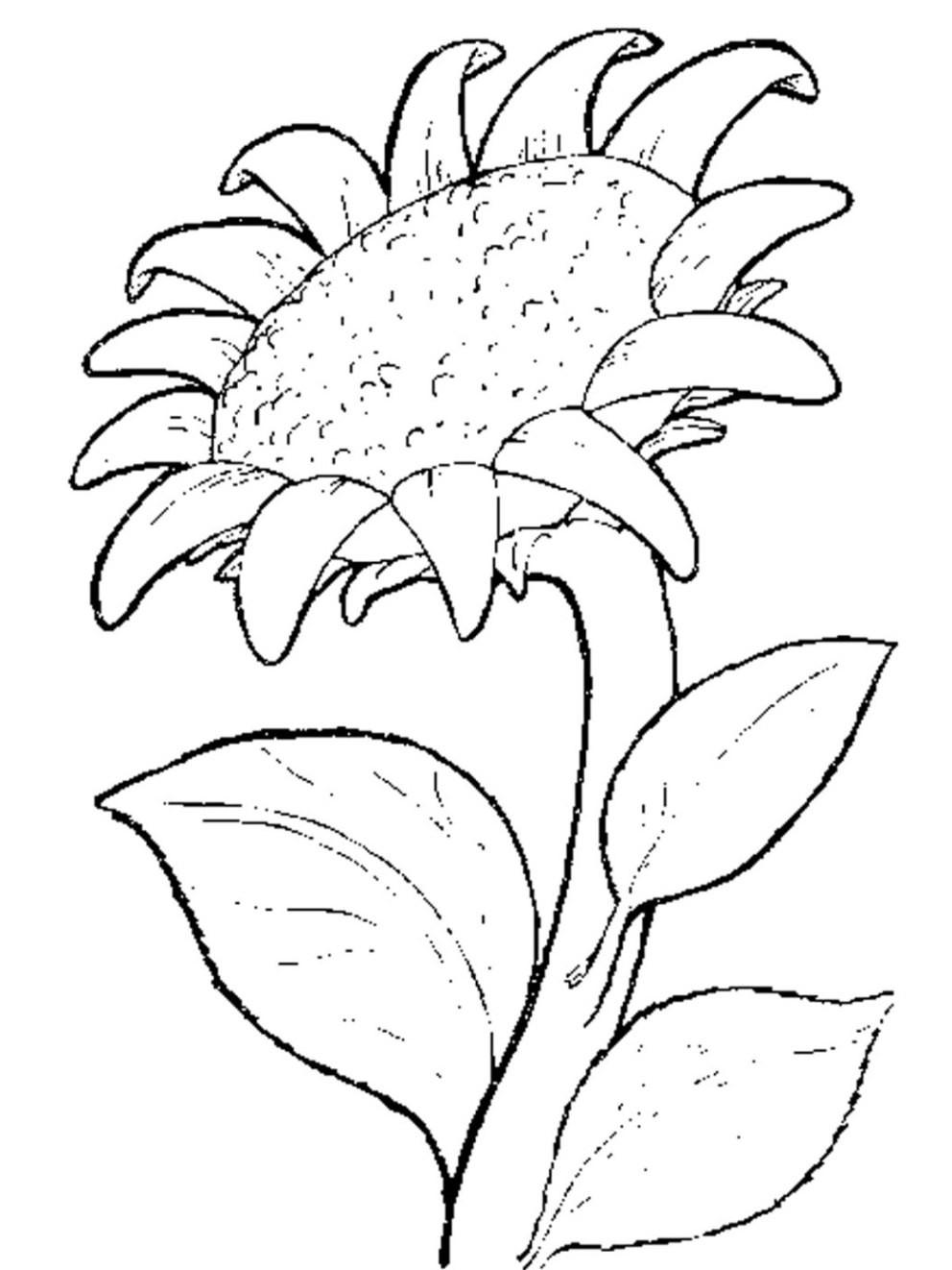 Sonnenblume Malvorlagen Kostenlos
 Ausmalbilder Sonnenblume Malvorlagen ausdrucken 1