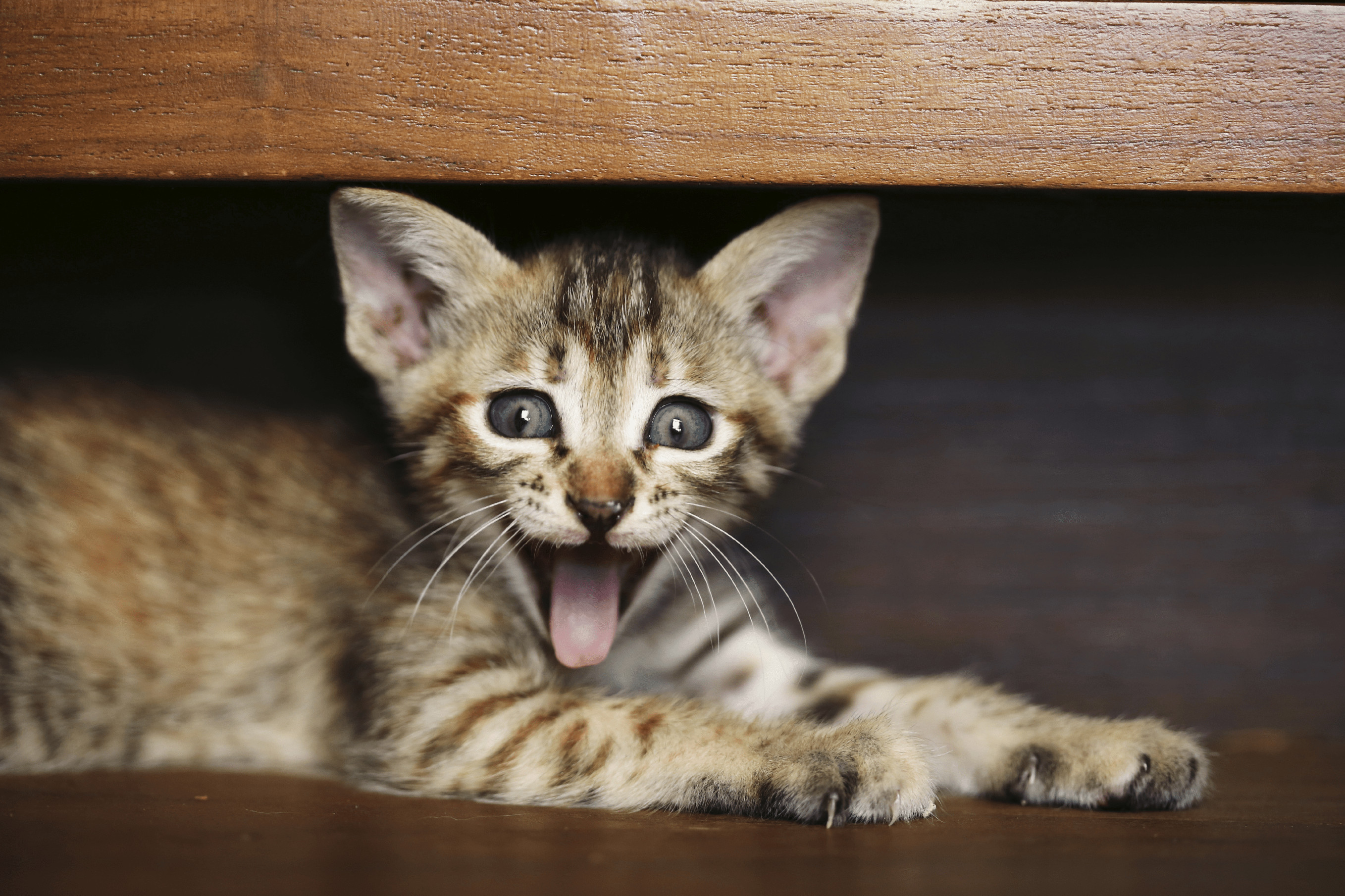 Süsse Geburtstagsbilder
 Lustige Katzen im Netz wir zeigen dir lustigsten Videos