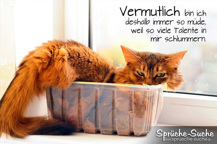Süsse Geburtstagsbilder
 Lustiges Spruchbild über s "Müde sein" mit Katze