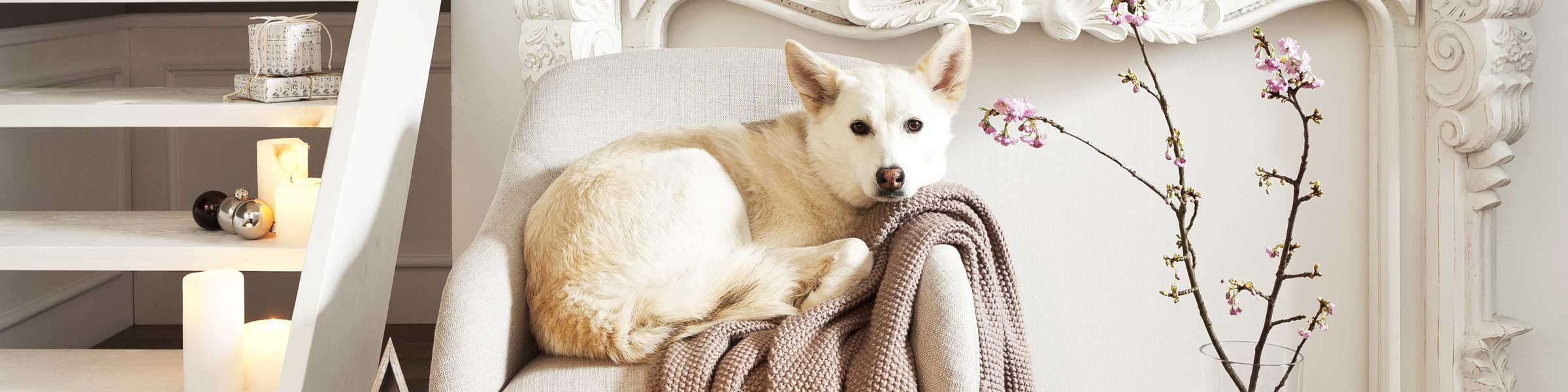 Tierische Geschenke
 Tierische Geschenke für Ihren Liebling