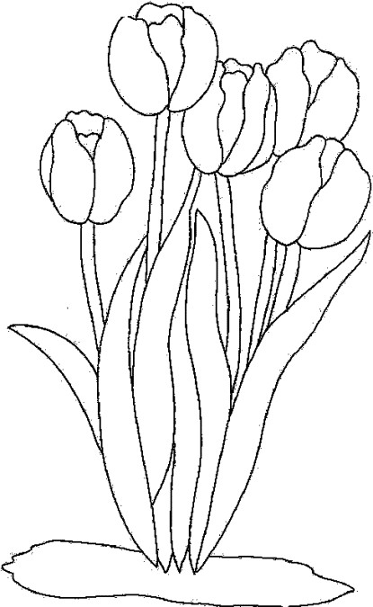 Tulpen Ausmalbilder
 Schöne Malvorlagen Ausmalbilder Tulpen ausdrucken 2