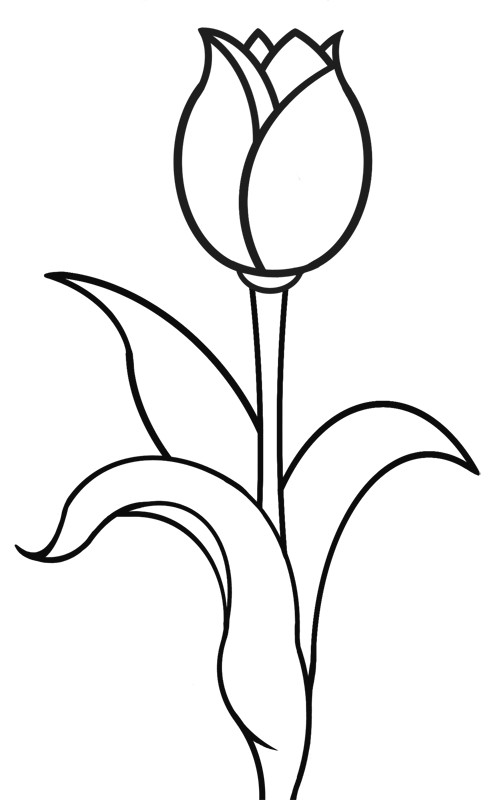 Tulpen Ausmalbilder
 Tulpe Zeichnung Gedichte