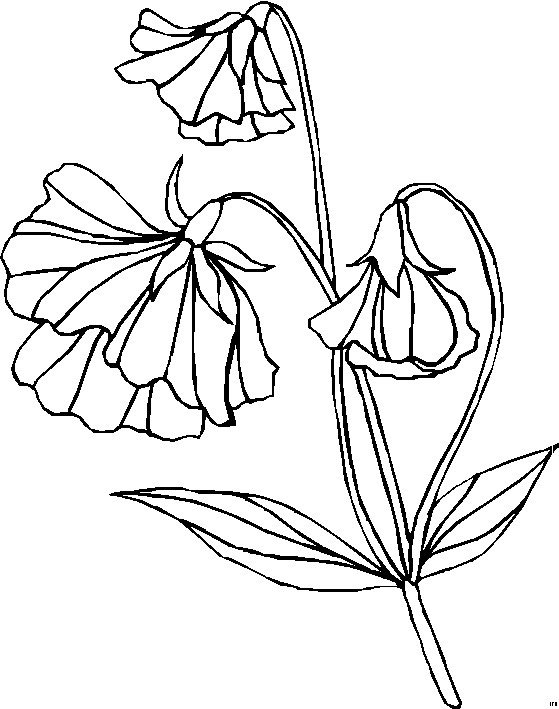Tulpen Ausmalbilder
 Tulpen Mit Blaettern Ausmalbild & Malvorlage Blumen