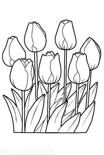 Tulpen Ausmalbilder
 Vorlagen zum Ausdrucken Ausmalbilder Tulpe Malvorlagen 2