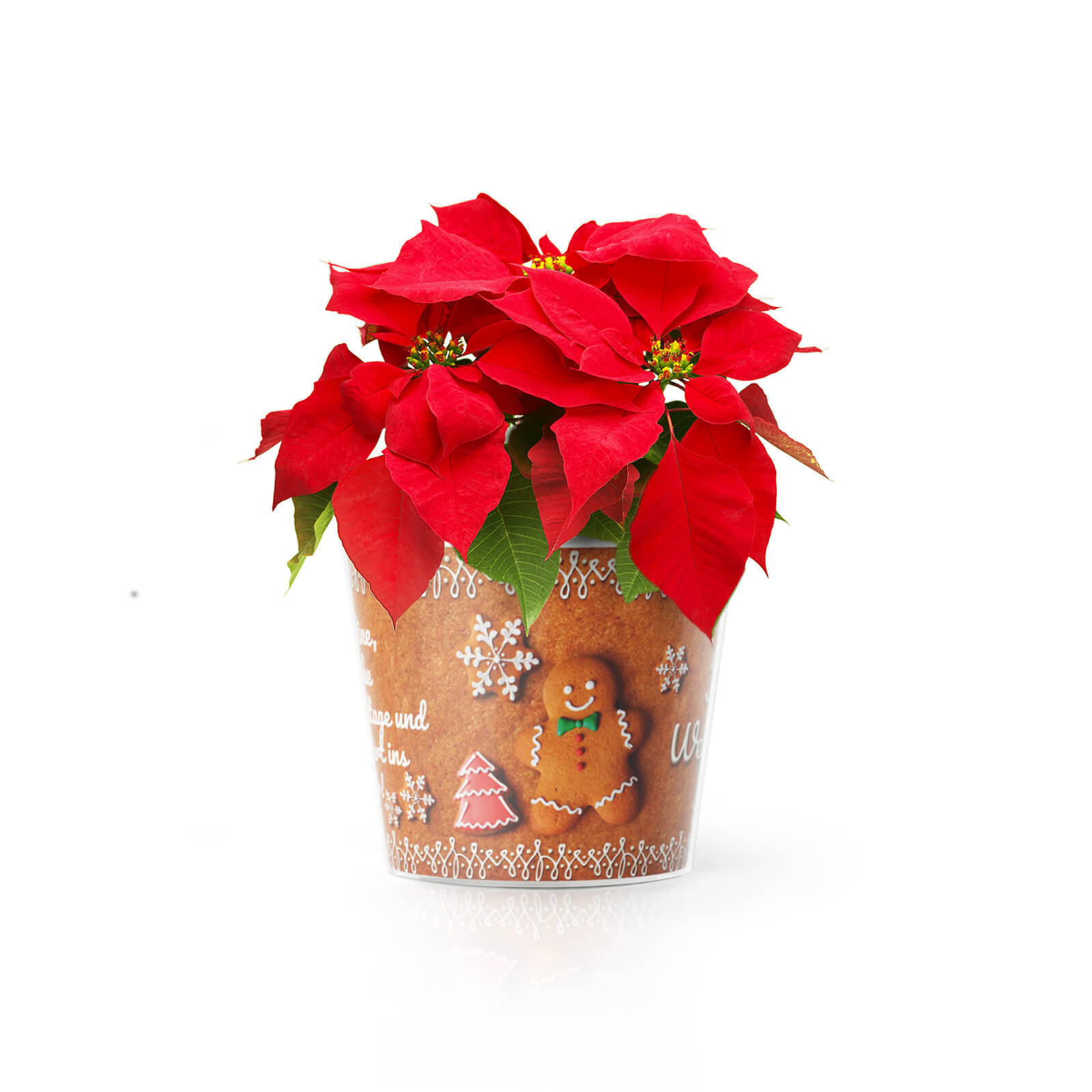 Weihnachtswünsche Geschenke
 Weihnachtswünsche – Geschenk Blumentopf – MyFacepot