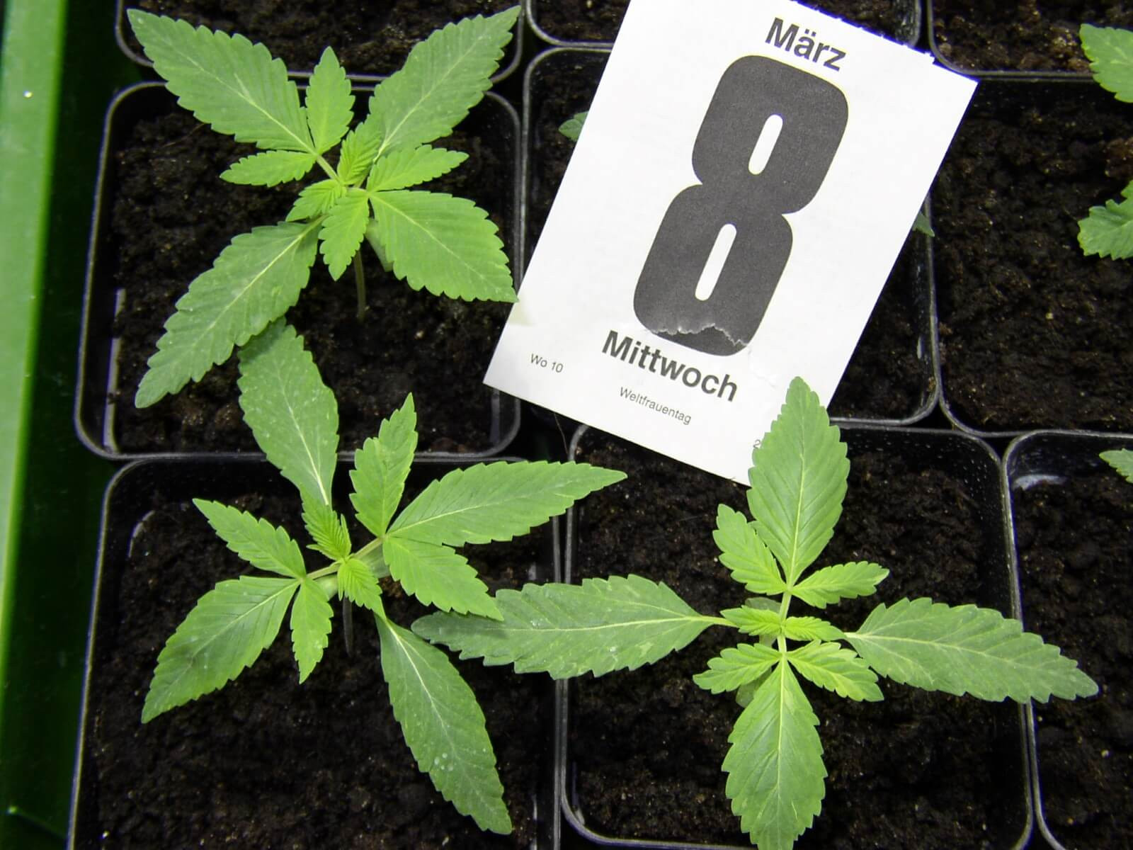 Wie Viele Steine Bei Mühle
 Wie viele Blätter hat ein Hanfblatt Marihuana Growing