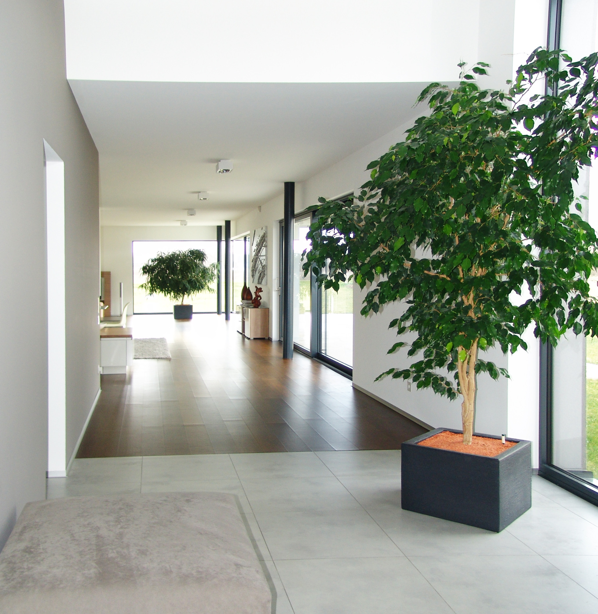 Wohnzimmer Pflanzen
 100 Moderne Grosse Zimmerpflanzen Bilder Ideen