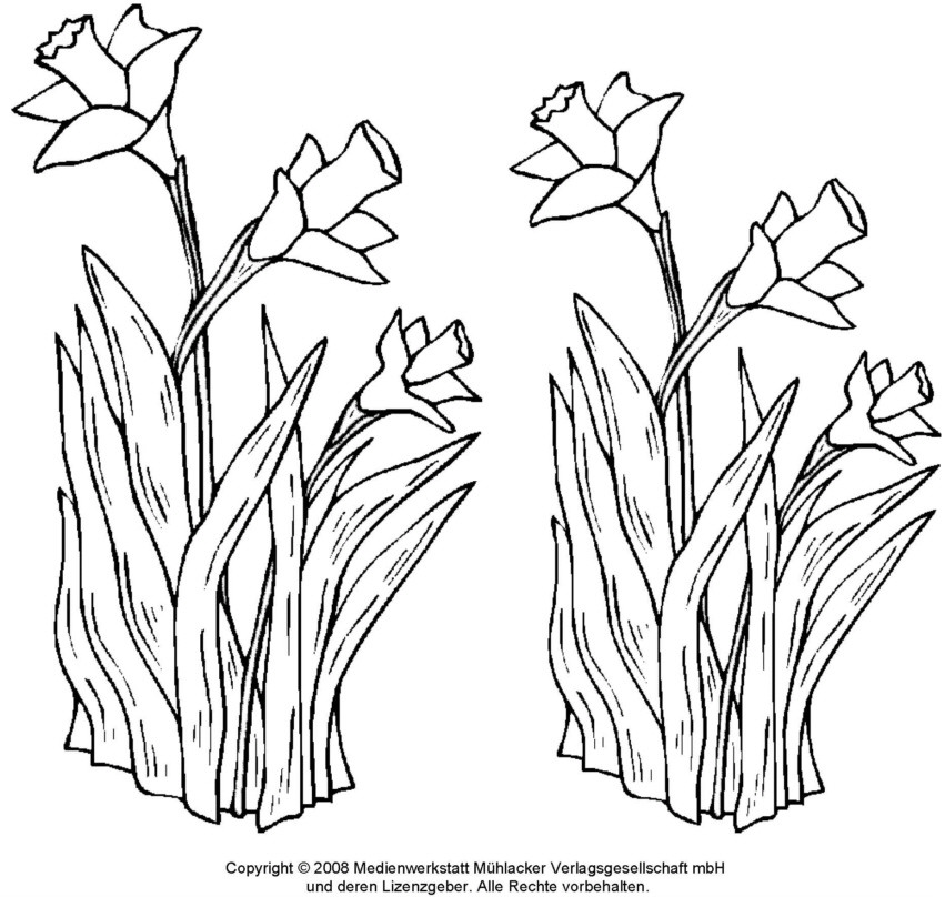 Ausmalbilder Frühlingsblumen
 Ausmalbilder frühlingsblumen kostenlos Malvorlagen zum