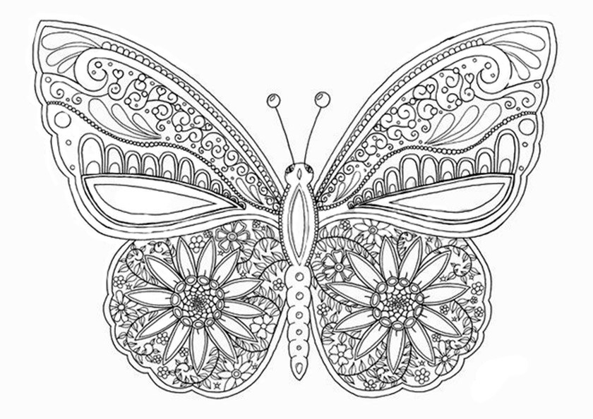 Ausmalbilder Für Erwachsene Schmetterling
 Schmetterling 15