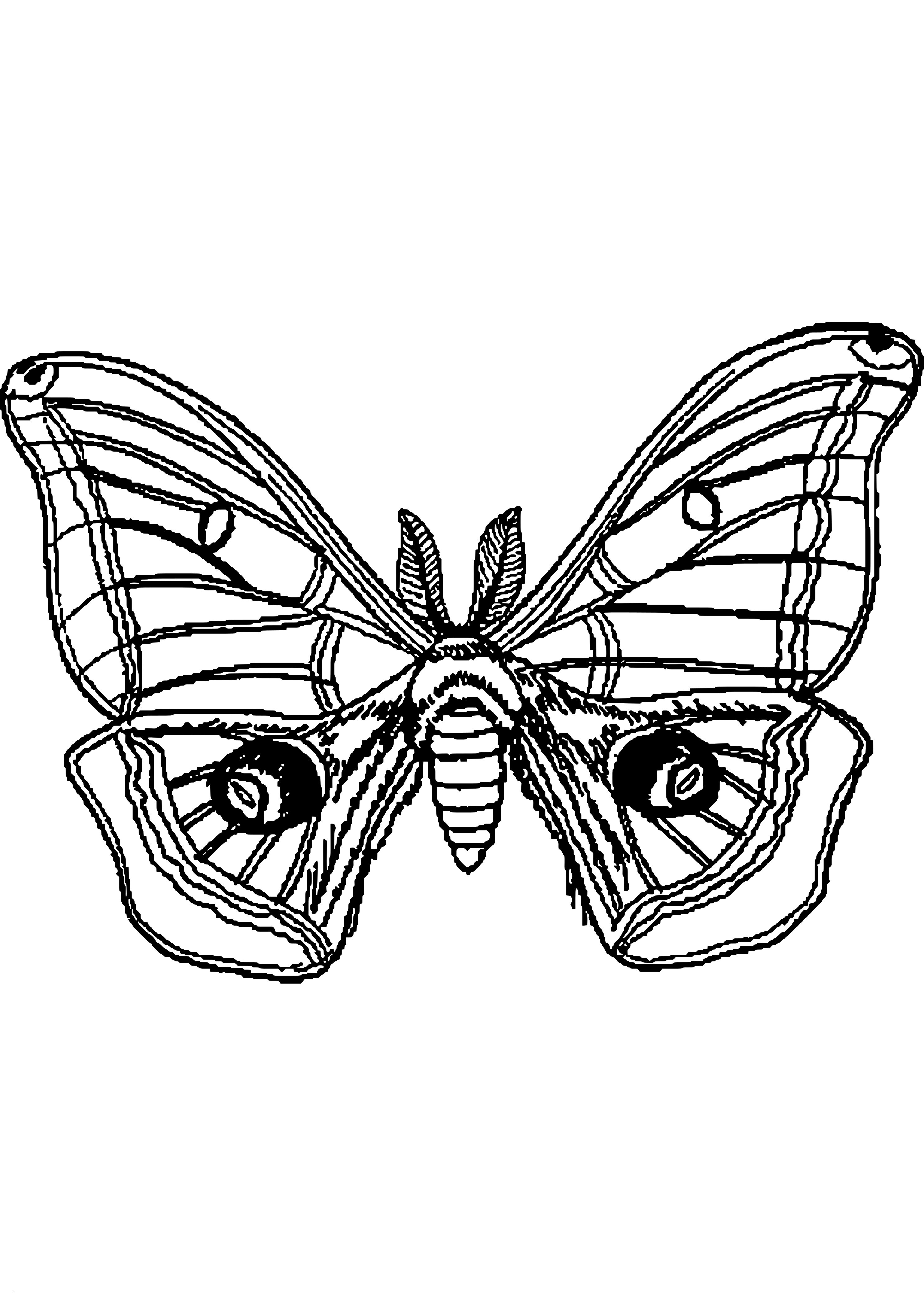 Ausmalbilder Für Erwachsene Schmetterling
 ausmalbilder fr erwachsene lernspiele frbung bilder