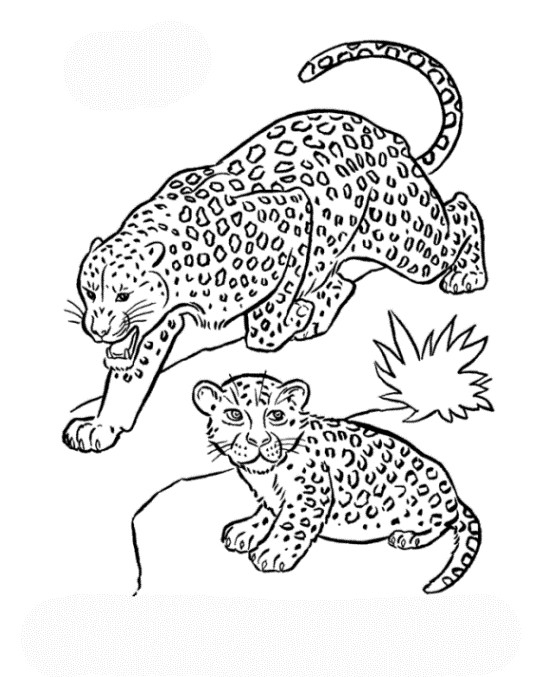Ausmalbilder Leopard
 Ausmalbilder Zum Drucken Malvorlage Leopard Kostenlos