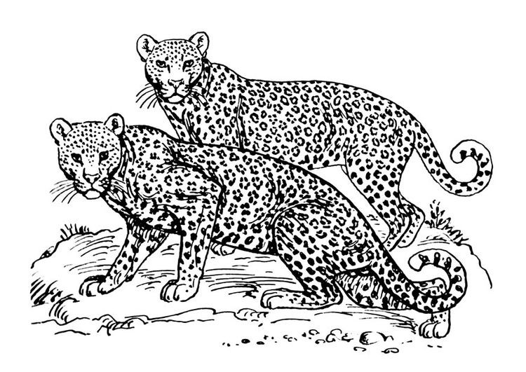 Ausmalbilder Leopard
 ausmalbild leopard – Ausmalbilder für kinder