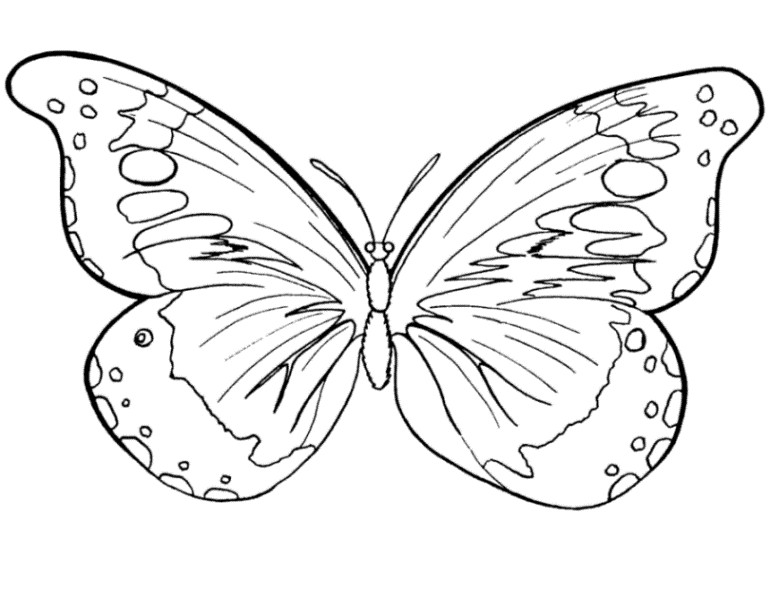 Ausmalbilder Schmetterling
 Vorlagen zum Ausdrucken Ausmalbilder Schmetterling