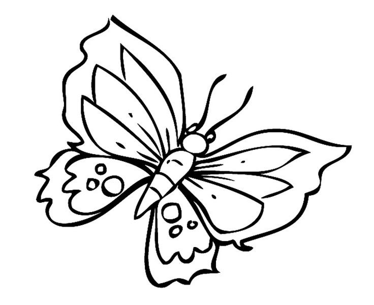 Ausmalbilder Schmetterling
 22 besten Ausmalbilder Schmetterlinge Bilder auf Pinterest