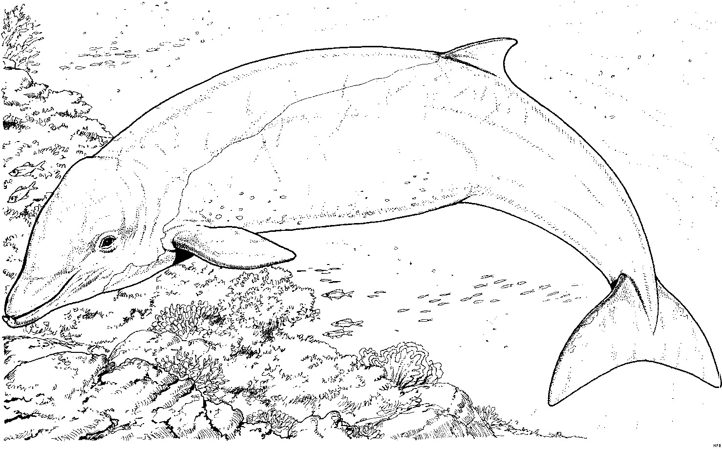 Речные дельфины раскраска