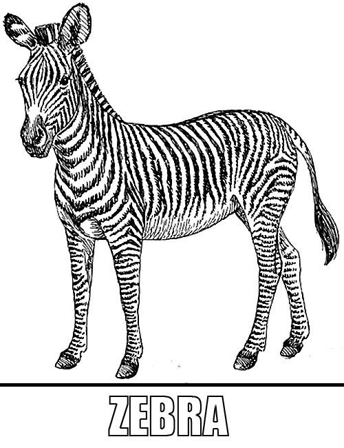 Ausmalbilder Zebra
 Pin Malvorlage Zebra Zebrakopf Z on Pinterest
