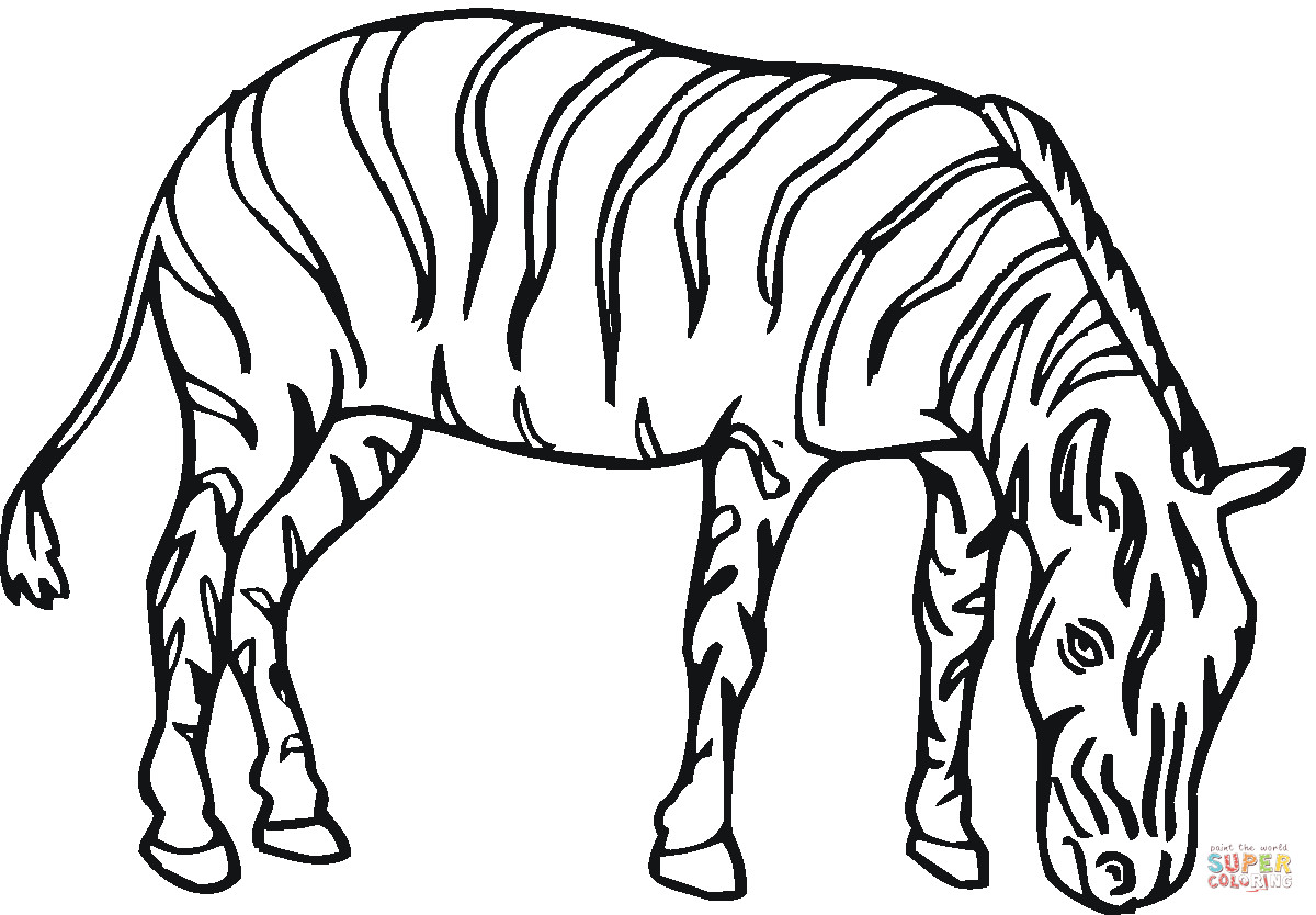 Ausmalbilder Zebra
 Ausmalbild Zebra frisst Gras