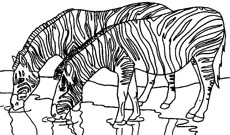 Ausmalbilder Zebra
 Zebra
