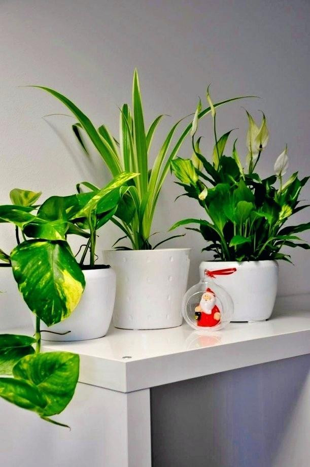 Badezimmer Pflanzen
 Badezimmer Pflanzen Elegant Pflanzen Im Badezimmer Ohne