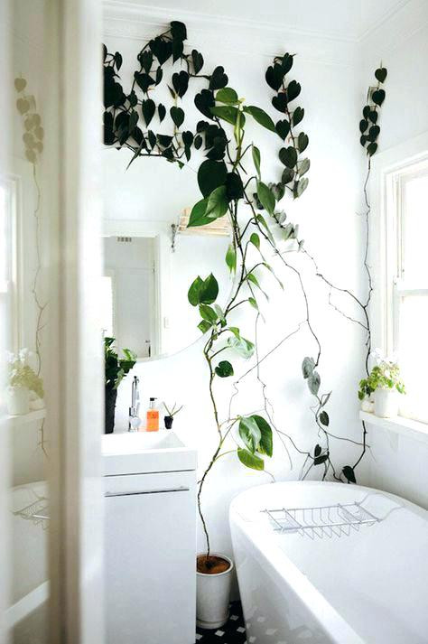 Badezimmer Pflanzen
 Badezimmer Pflanzen Ohne Fenster Ostseesuche