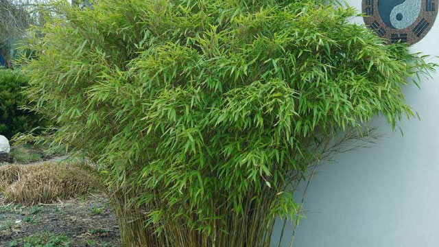 Bambus Garten
 Bambus im Garten pflanzen