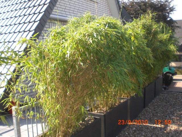 Bambus Garten
 Bambus Fargesia – Fragen Bilder Pflanz und