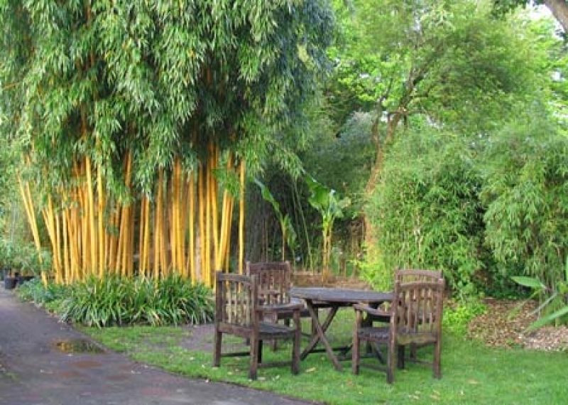 Bambus Garten
 bambus im garten – beste garten ideen