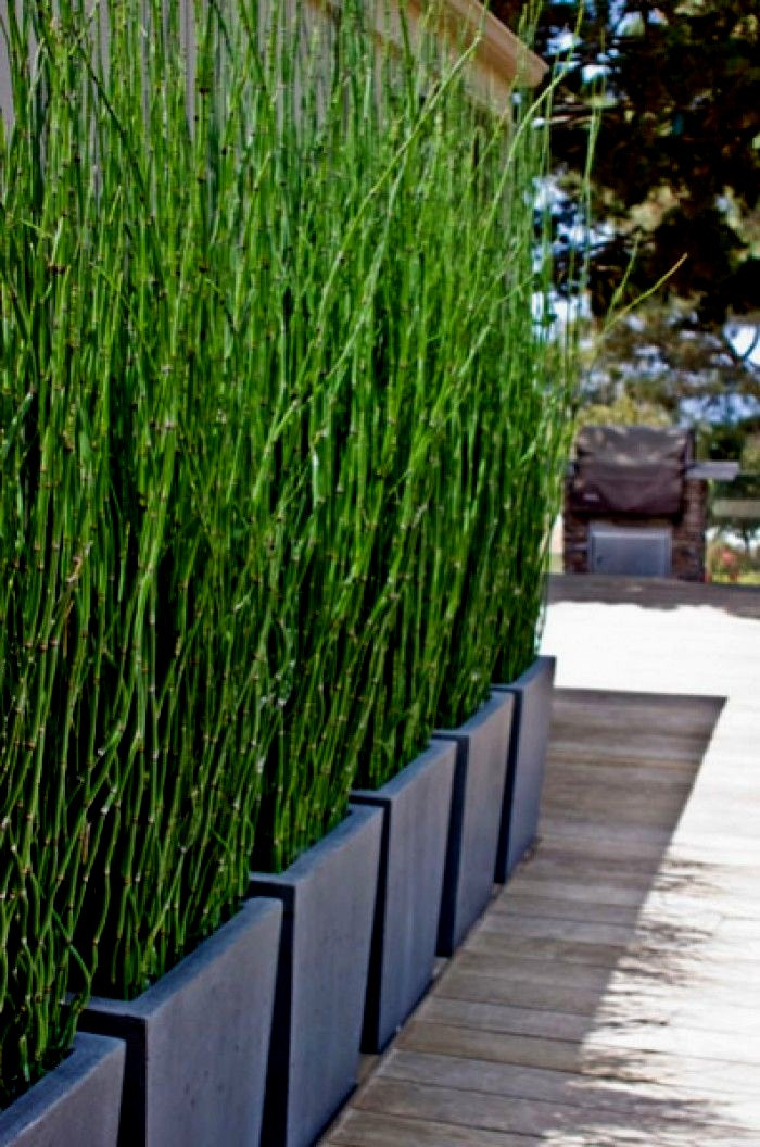 Bambus Garten
 Sichtschutz Bambus Garten