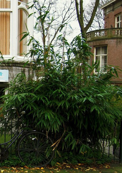 Bambus Im Kübel
 Kann ich Bambus im Kübel halten Balkon Haus & Garten