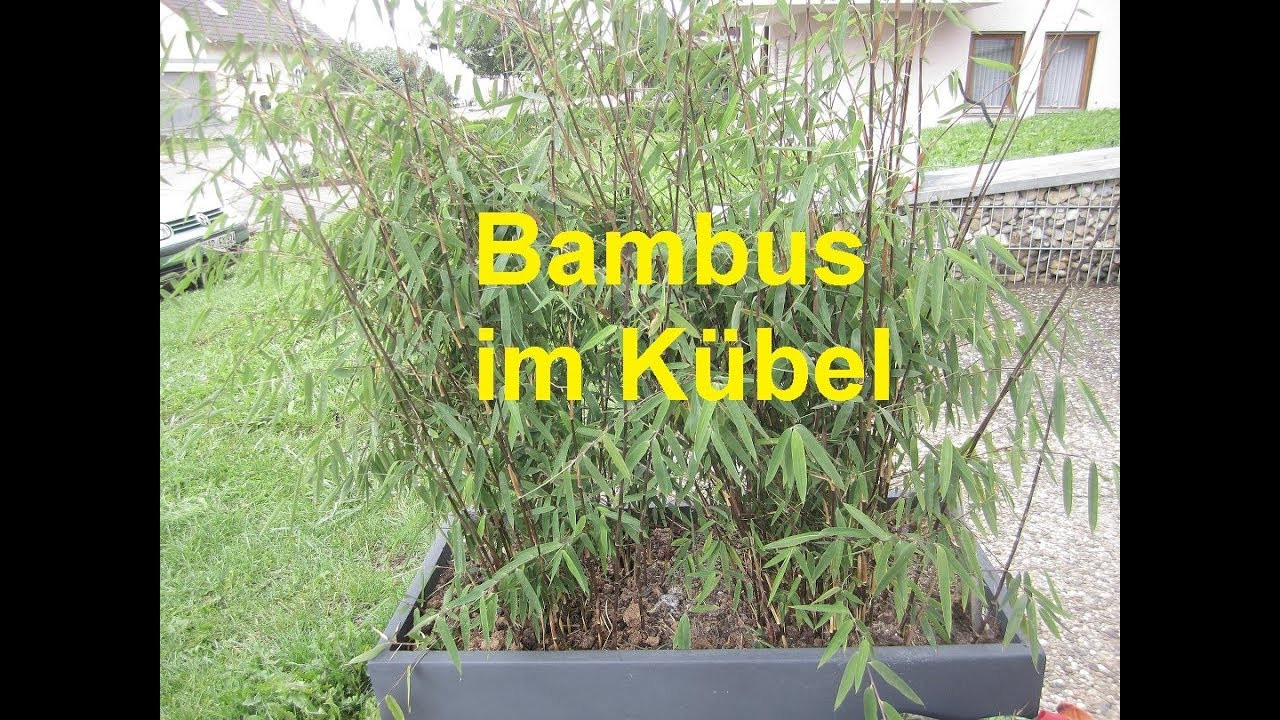 Bambus Im Kübel
 Bambus im Kübel