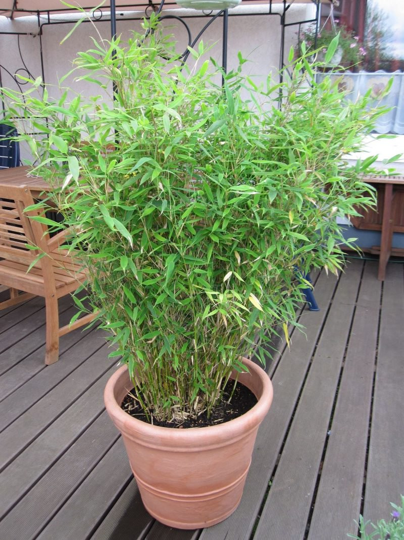 Bambus Im Kübel
 Kann ich Bambus im Kübel halten Balkon Haus & Garten