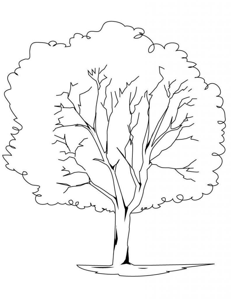 Baum Ausmalbilder
 Baum Mit Wurzeln Zum Ausmalen