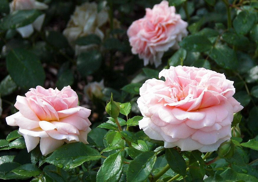 Bibelsprüche Hochzeit
 Bibelsprüche zur Hochzeit Ein neues Gebot gebe ich euch