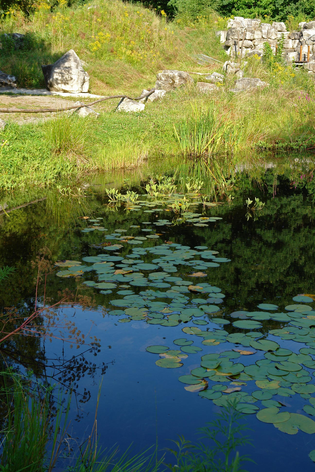 Botanischer Garten Chemnitz
 Botanischer Garten Chemnitz