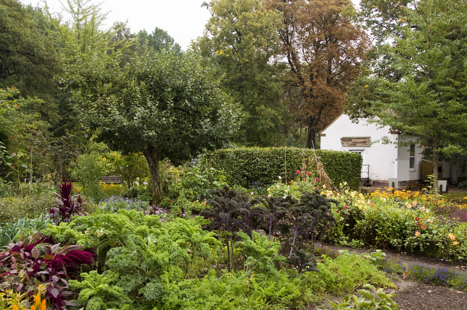 Botanischer Garten Chemnitz
 Botanischer Garten