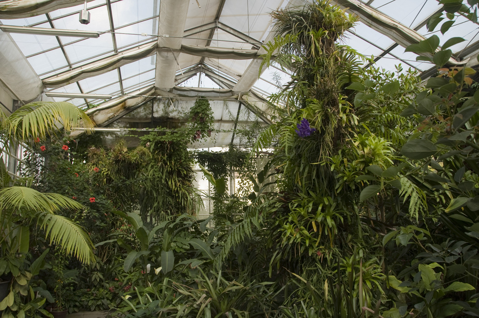 Botanischer Garten Chemnitz
 Jardin botanique