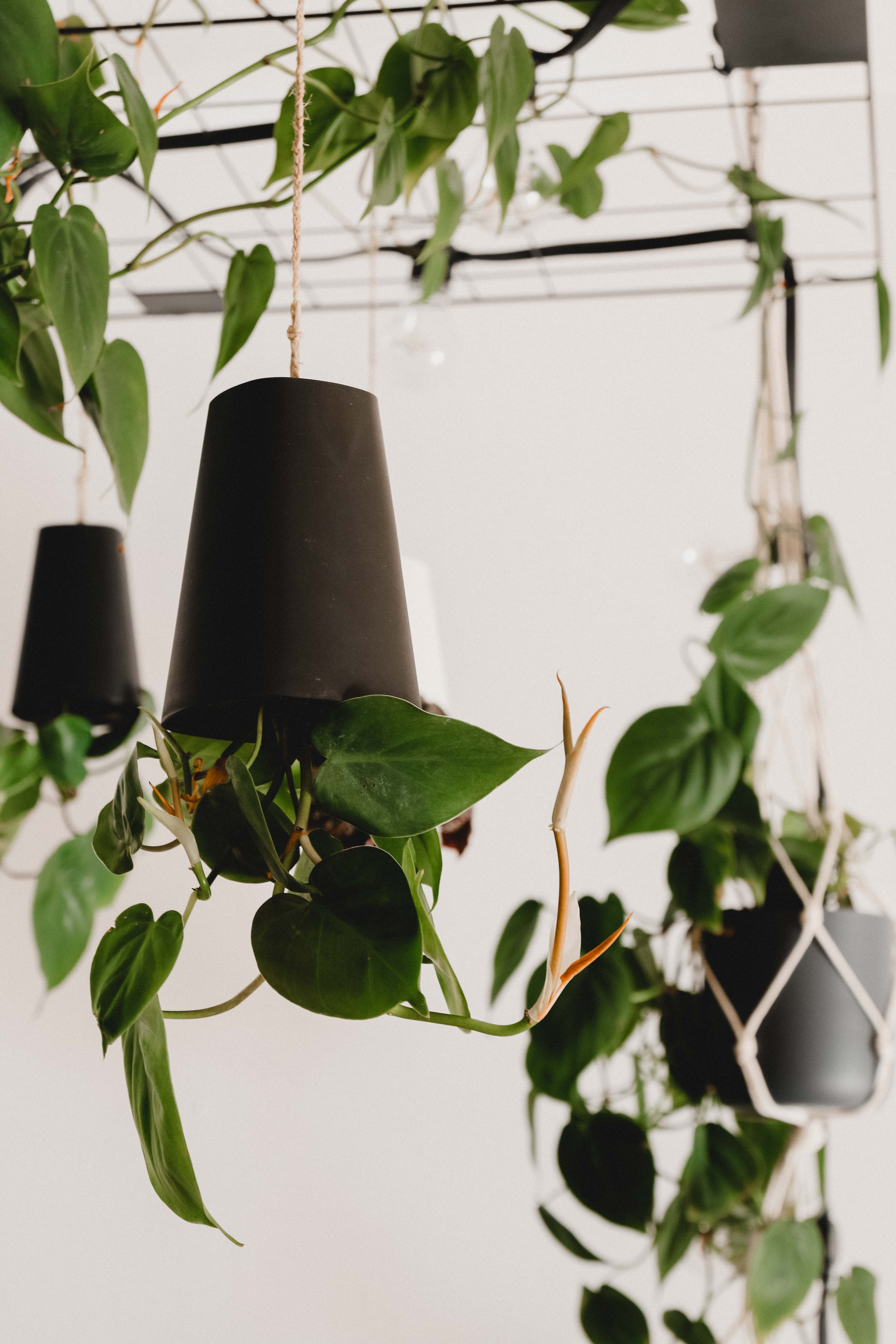 Deckenleuchte Diy
 DIY Deckenleuchte mit Hängepflanzen – coopers apartment