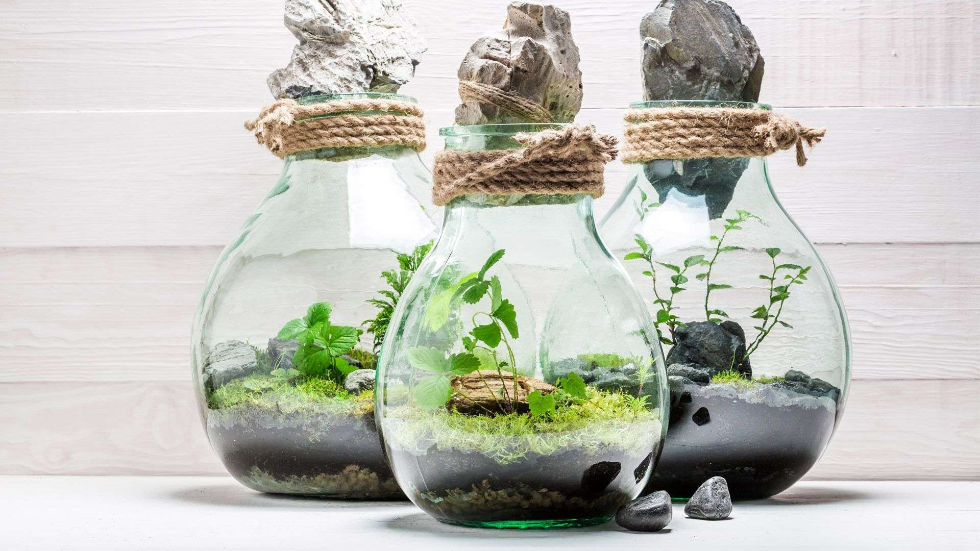 Diy Glas
 DIY Garten im Glas