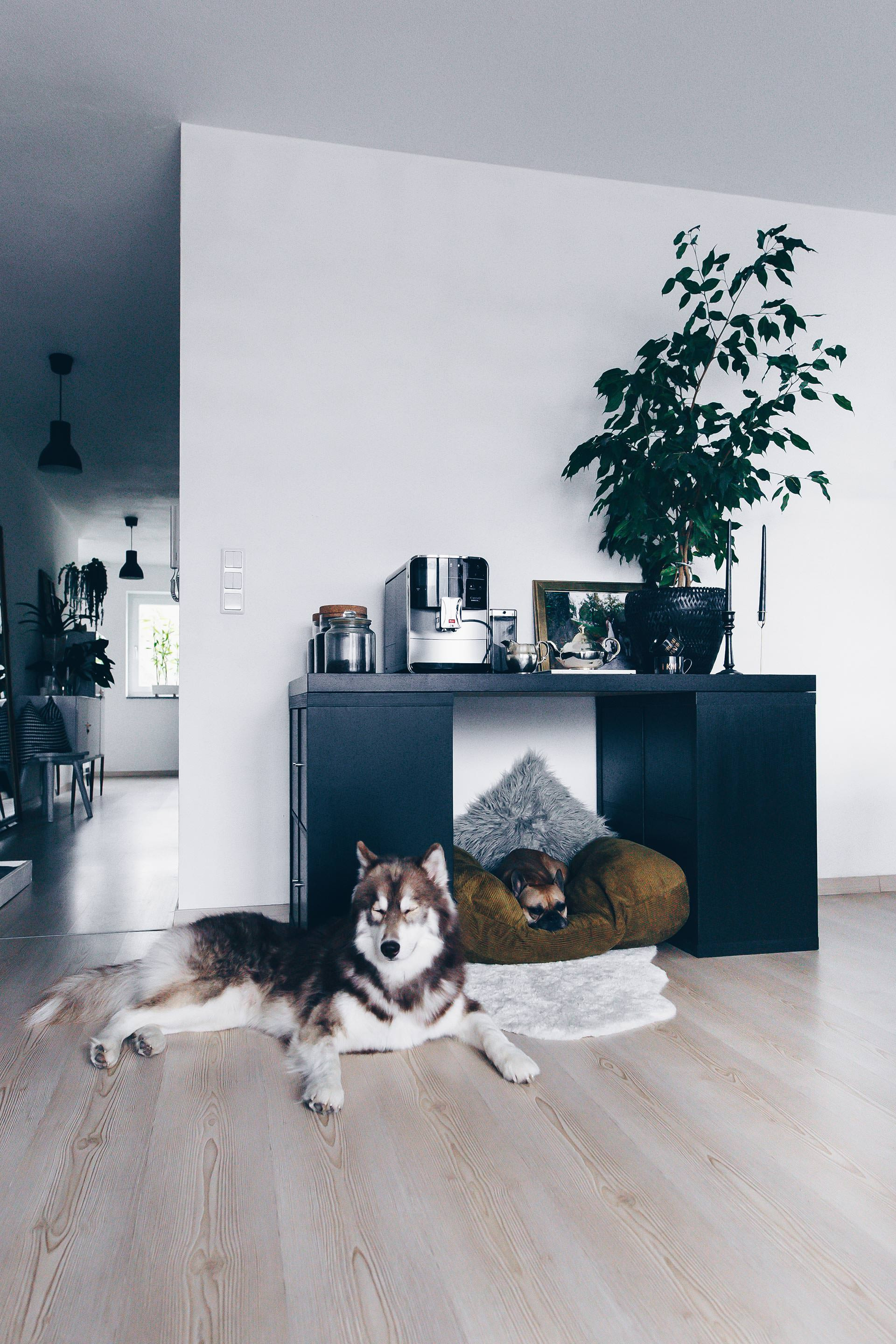 Diy Wohnung
 DIY Hundehütte für Wohnung selber bauen inklusive