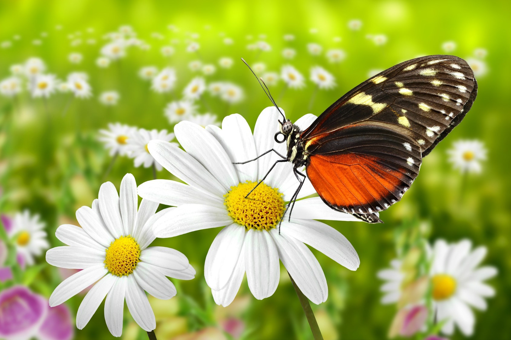 Garten Blog
 Ein Garten für Schmetterlinge – ist was ganz besonderes