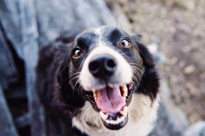 Geburtstagsbilder Hund
 Geburtstagsbilder Hund