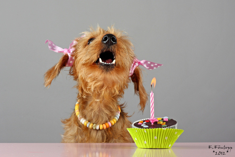 Geburtstagsbilder Hund
 Ellis 1 Geburtstag