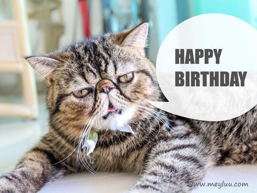 Geburtstagsbilder Katzen
 Lustige Geburtstagsgrüße Bild lustige Katze