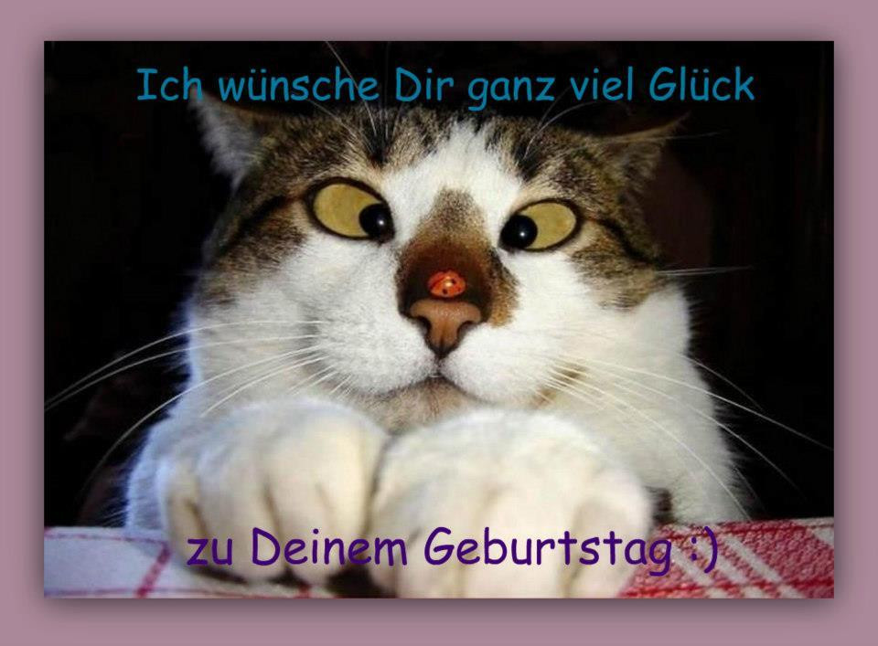 Geburtstagsbilder Katzen
 Witzige Geburtstagsbilder Beste Lustige Bilder Geburtstag