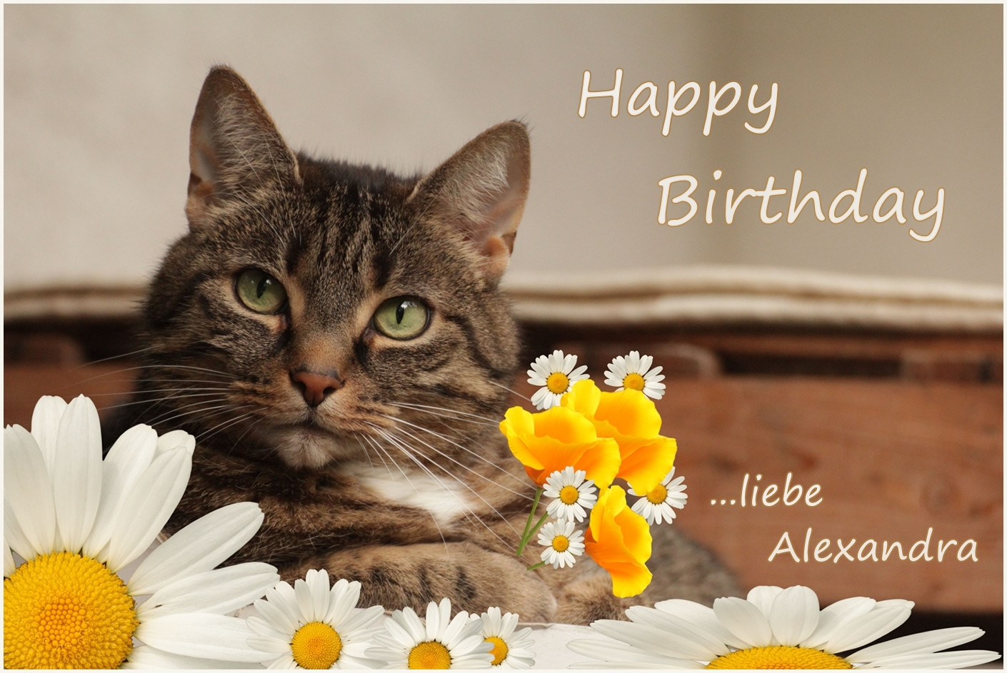 Geburtstagsbilder Katzen
 Alexandra hat Geburtstag Foto & Bild